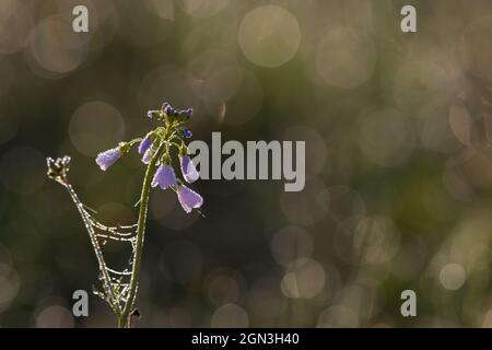 Gros plan de la fleur de couckoo [Cardamine pratensis] Banque D'Images