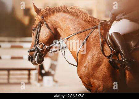 Portrait d'un cheval de course de l'étreuil beau cheval avec un cavalier dans la selle, qui saute rapidement autour de l'arène à un concours de saut de spectacle sur un soleil Banque D'Images