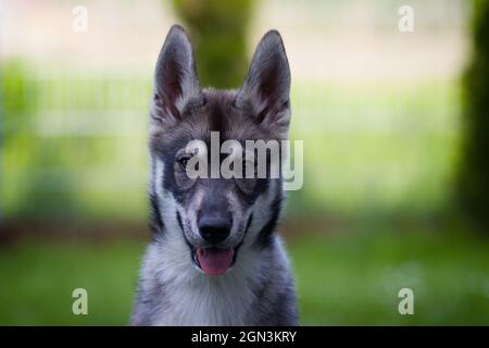 Portrait d'un jeune chien Husky Shepherd Mix Banque D'Images