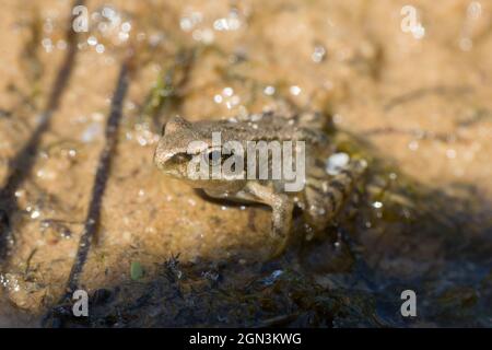 Gros plan d'une grenouille comestible [Pélophylax kl. Esculentus, syn.: Rana kl. Esculenta, Pélophylax esculentus] Banque D'Images