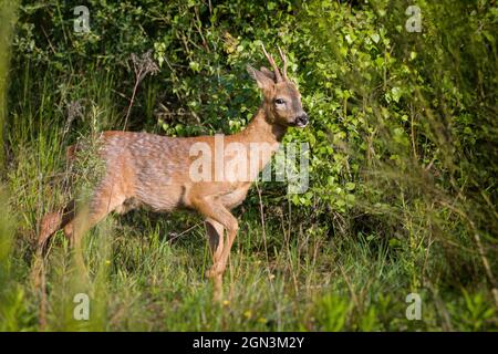 Gros plan d'un cerf de Virginie [Capranolus capranolus] Banque D'Images