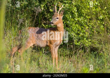 Gros plan d'un cerf de Virginie [Capranolus capranolus] Banque D'Images