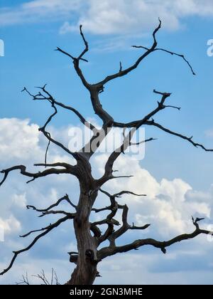 Arbre mort à Theydon Bois, Royaume-Uni Banque D'Images