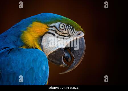 Macaw bleu et or [Ara ararauna] Banque D'Images