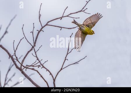 Serinus serinus, Serin masculin en vol Banque D'Images