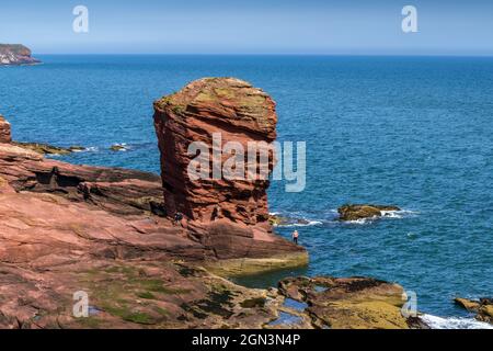 Deil's Heid (Devil's Head), une pile de grès rouge et une caractéristique distinctive des falaises au nord d'Arbroath sur la côte est de l'Écosse. Banque D'Images