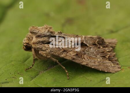 Gros plan sur le papillon des Arches, Apamea monoglypha assis Banque D'Images