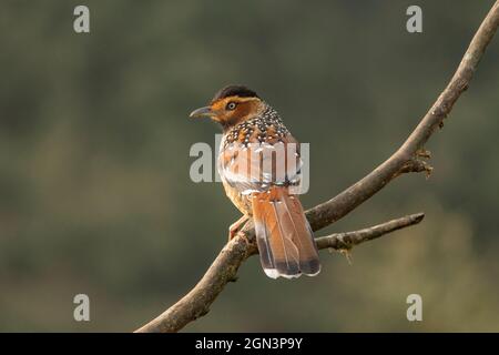 Laughingthrush tacheté, Ianthocincla ocellata, Parc national de Singhalila, Bengale-Occidental, Inde Banque D'Images