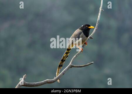 Magpie bleue à bec jaune ou magpie à bec doré, Urocissa flavirostris, Parc national de Singalila, Bengale occidental, Inde Banque D'Images