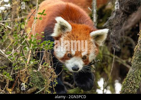 Panda rouge, Ailurus fulgens, Parc national de Singhalila, Bengale occidental, Inde Banque D'Images