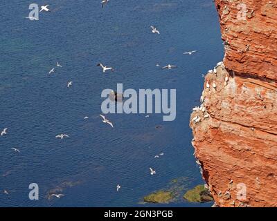 Guillemot rocher de l'île haute mer d'Heligoland avec des mouettes volantes et des gantets du nord, Allemagne Banque D'Images