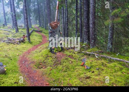 Chemin sinueux dans une forêt de conifères Banque D'Images