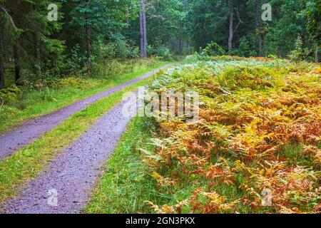 Route de terre avec quelques fougères de couleur d'automne dans la forêt Banque D'Images