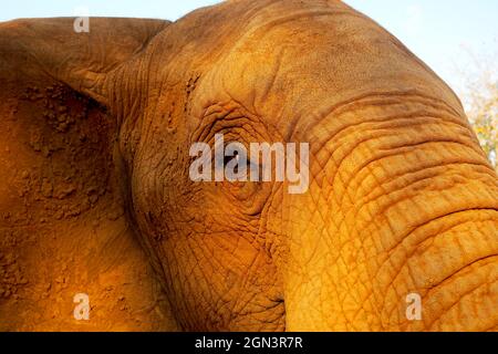 Close up of African elephant Banque D'Images