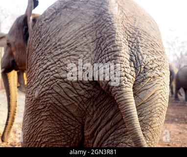 Close up of African elephant Banque D'Images