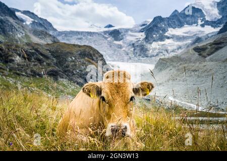 Portrait d'une vache brun clair paître sur une haute page estivale près du glacier de Moiry en Suisse - Grimentz, Valais. Banque D'Images