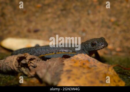 Gros plan d'un newt alpin [Ichthyosaura alpestris, anciennement Triturus alpestris, Mesotriton alpestris] Banque D'Images