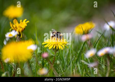 Une abeille bourdonnante se nourrit du nectar d'une fleur de pissenlit dans une pelouse de jardin avec des pâquerettes Banque D'Images