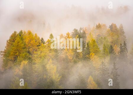 Un nuage bas est suspendu dans une brume brumeuse au-dessus d'une forêt de mélèzes le jour de l'automne. Banque D'Images