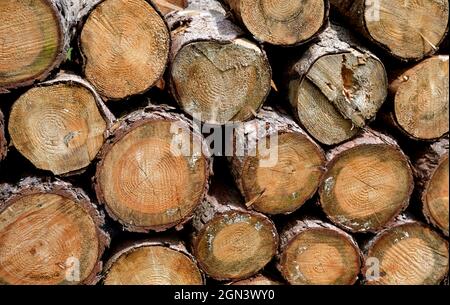 Les troncs de forêt soigneusement empilés comme un approvisionnement d'hiver pour le foyer Banque D'Images