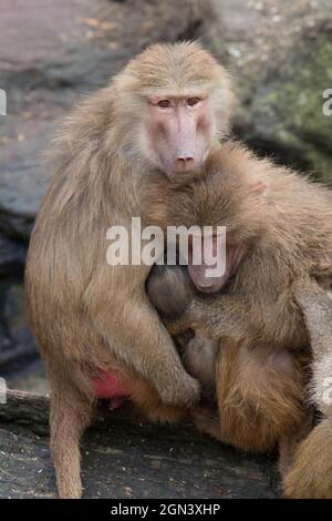 Gros plan sur les macaques [genre Macaca] Banque D'Images