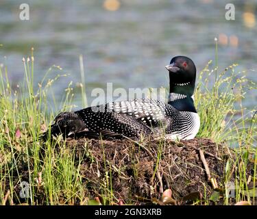 Le Loon commun avec un bébé de jour poussait sous ses ailes de plumes sur le nid protégeant et prenant soin du bébé dans son environnement et son habitat. Loon Banque D'Images