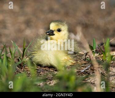 Profil canadien de la gosling des bébés vue rapprochée reposant sur l'herbe dans son environnement et son habitat. Image de l'OIE du Canada. Image. Portrait. Photo. Banque D'Images