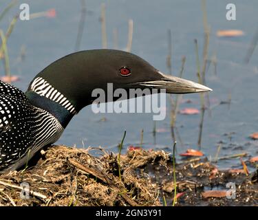 Vue en gros plan de Loon commune avec arrière-plan d'eau flou dans son environnement et son habitat. Loon sur Nest. Loon dans les terres humides. Image de Loon on Lake. Image Banque D'Images