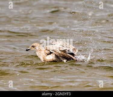 Vue en gros plan du mouette dans l'eau avec des ailes étalées et des éclaboussures d'eau dans son habitat et son environnement avec des ailes de séchage. Banque D'Images