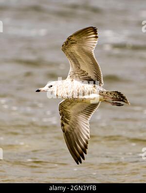 Vue en gros plan du mouette volant au-dessus de l'eau avec des ailes éparpillées avec un arrière-plan flou dans son environnement et affichant des ailes étendues. Banque D'Images