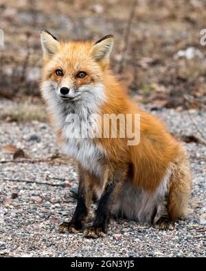 Red Fox gros plan assis et regardant l'appareil photo au printemps avec un arrière-plan flou dans son environnement et son habitat. Fox image. Image. Portrait. Banque D'Images