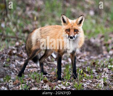 Profil en gros plan du renard roux vue latérale regardant l'appareil photo avec un arrière-plan de feuillage flou dans son environnement et son habitat. Fox image. Image. Portrait. Banque D'Images