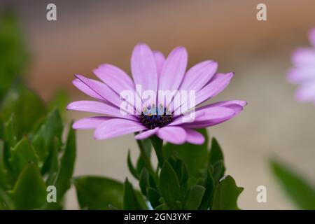 Fleur rose Marguerite Daisy Blooming dans le jardin Banque D'Images