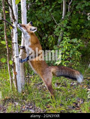 Renard rouge debout sur ses jambes à l'arrière odeur d'un bouleau dans son habitat et son environnement montrant la fourrure, le corps, la tête, le nez, les pattes, queue broussaillée. Image. Banque D'Images