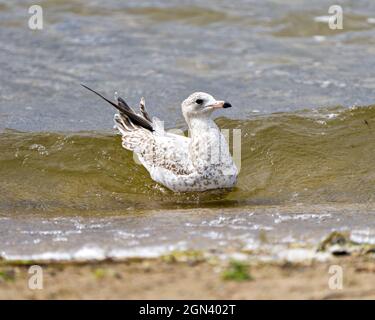 Vue en gros plan du mouette avec des éclaboussures d'eau dans son habitat et son environnement avec ailes, yeux, bec et plumes. Banque D'Images