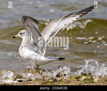 Vue en gros plan du mouette dans l'eau avec des ailes éparses et des éclaboussures d'eau dans son habitat et son environnement présentant des ailes éparses. Banque D'Images