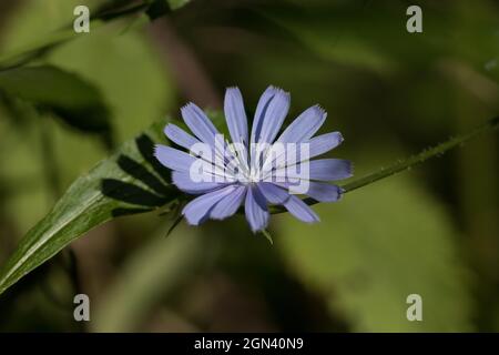Gros plan d'un marin bleu [Cichorium intybus] Banque D'Images