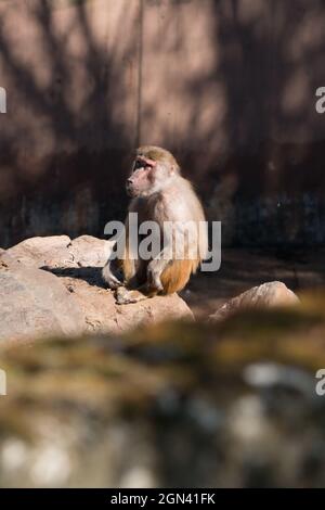 Gros plan sur les macaques [genre Macaca] Banque D'Images