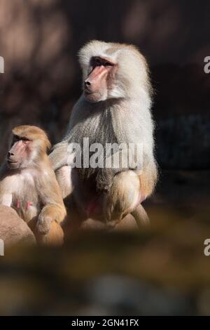 Gros plan sur les macaques [genre Macaca] Banque D'Images