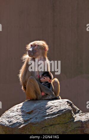 Gros plan sur les macaques [genre Macaca] Banque D'Images