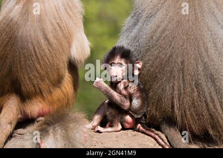 Gros plan sur les macaques [genre Macaca] Banque D'Images