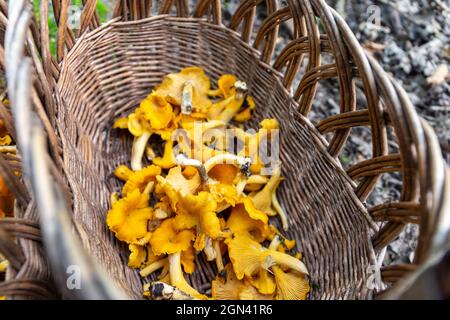Panier en osier rempli de champignons frais crus Chanterelles (Cantharellus) recueillis lors de la chasse aux champignons en automne en Pologne. Banque D'Images