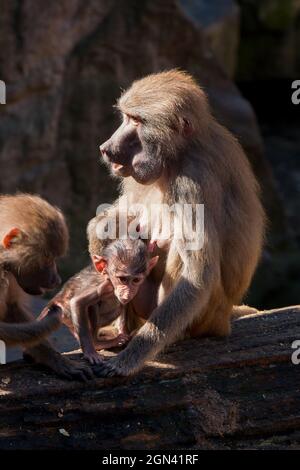 Gros plan sur les macaques [genre Macaca] Banque D'Images