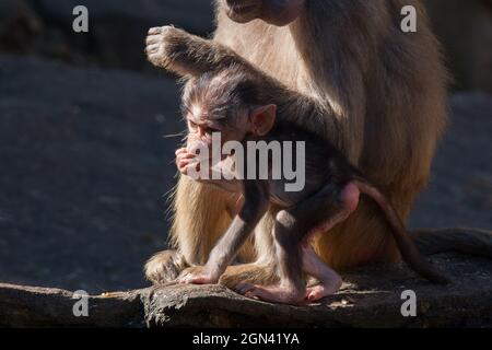 Gros plan sur les macaques [genre Macaca] Banque D'Images