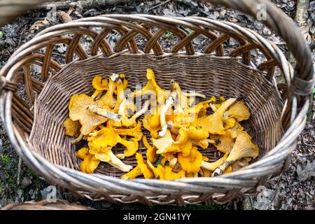 Panier en osier rempli de champignons frais crus Chanterelles (Cantharellus) recueillis lors de la chasse aux champignons en automne en Pologne. Banque D'Images