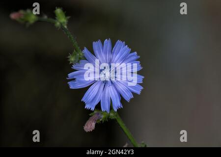 Gros plan d'un marin bleu [Cichorium intybus] Banque D'Images