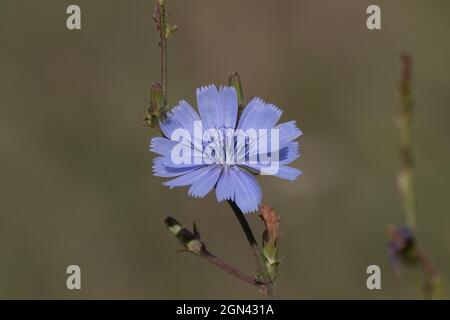 Gros plan d'un marin bleu [Cichorium intybus] Banque D'Images