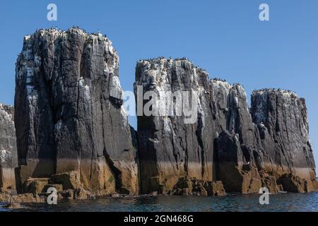 Îles Farne, au large des Seahouses, Northumberland, Royaume-Uni Banque D'Images