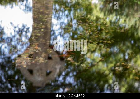 Lady's Well, Holystone, parc national de Northumberland, Royaume-Uni, Banque D'Images