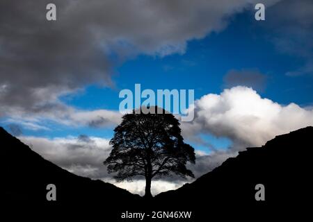 Sycamore Gap, mur d'Hadrien, parc national de Northumberland, Royaume-Uni Banque D'Images
